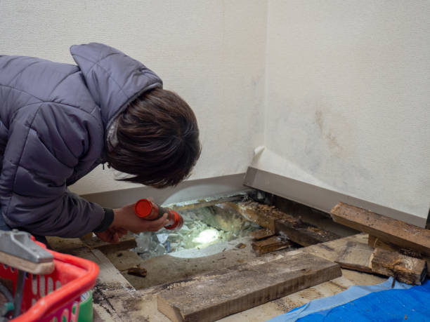 Best Dehumidification Services  in Citronelle, AL